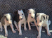 Whippets ready to go