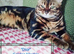 Bengal kittens
