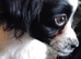 Urgent home needed beautiful chihuahua