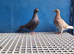 Racing pigeons