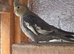 2 beautiful Cockatiels looking for new home.