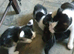Black and white kittens