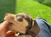 miniature dachshunds