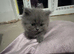 Persian Kittens
