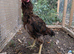 Aseel 3 stags 6 hens 9 months old