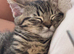 British shorthair mix
