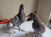 Beautiful young turkish takla pigeon available