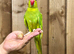 Ringneck