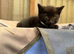 Domestic short hair kittens