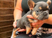 Puppies of French bulldog