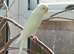 Breeding pair of budgies