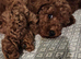 Stunning Fox-red Cavapoo Puppies