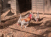 French copper blue maran breeding group