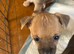 Jack x chi puppies!