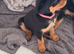Rottweiler puppies