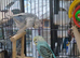 Bonded pair of young cocks