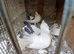 Pigeons for sale