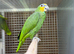 Blue fronted amazon