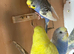 Female budgie in breeding condition