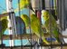 Baby budgies Glasgow