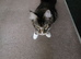 Maine coon male cat