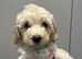 Beautiful Cavapoochon pups ready now