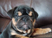 KC registered bulldogs.READY NOW
