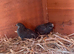 Chinese painted quail