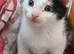 White/black male fluffy kitten