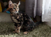 Health Tested TICA Bengal | Glitter | Ready Now
