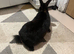black baby bunny
