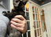 Female kitten