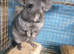 Ebony Hetro dark male