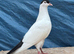 afghan pigeons