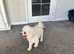 BICHON FRISE KC REGISTERED