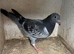 Coloured racing pigeons
