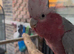 Galah cockatoo parrot for sale