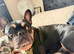 French bull dog for stud