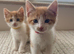 1 gorgeous white and ginger boy left! Full add in pictures!