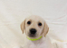 6 gorgeous Labrador retrievers