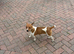 Male Jack Russell