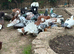 Pigeons for sale mixed