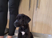 Mastiff mix