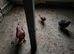 20 chickens for sale and quails (read description)