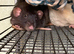 Dumbo rats 3 boys and full cage set up