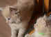Stunning Maine coons