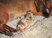 most gorgeous, beautiful dachshunds