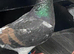 Bronze racing pigeons