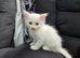Ragdoll x Maine Coon kittens