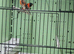 Red siskins for sale